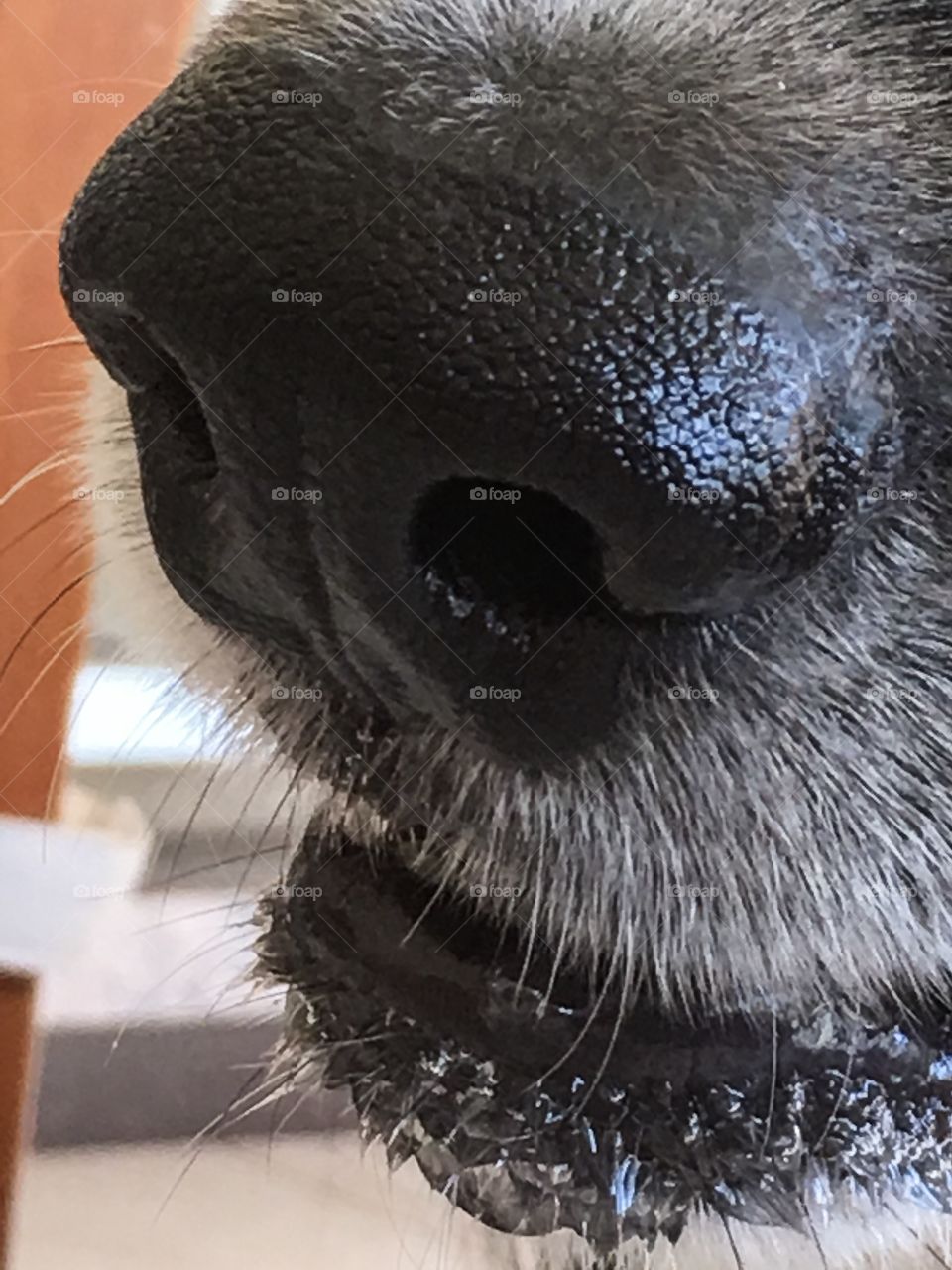 Closeup wet dog nose