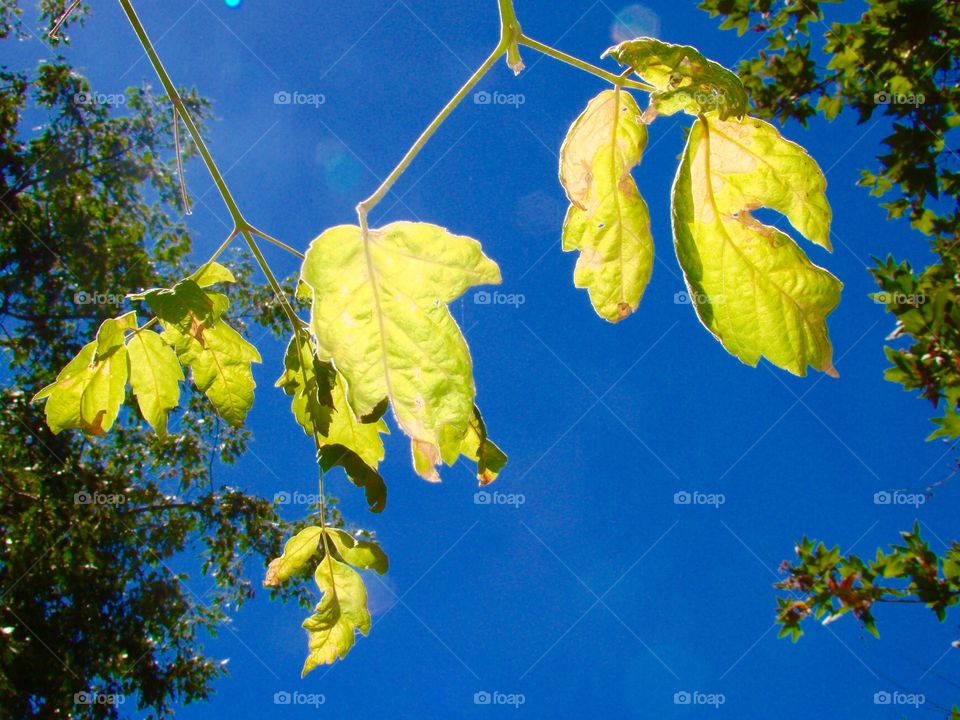 Bright leaves and sky