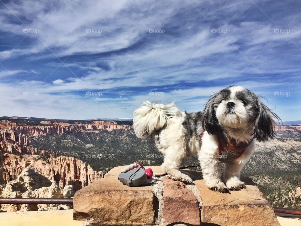 Adventure pup at Bryce Canyon
