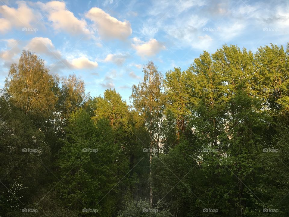 Sunset in the forest with clouds and blue sky