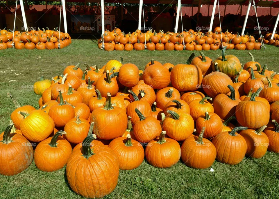 pumpkins