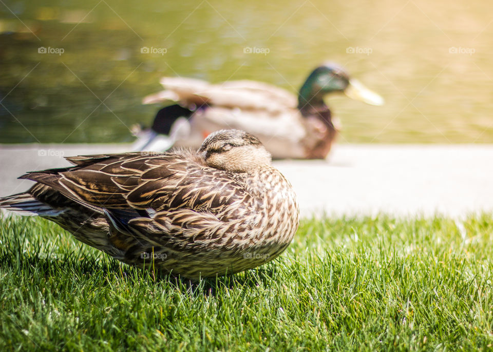 Duck Buddies relaxing