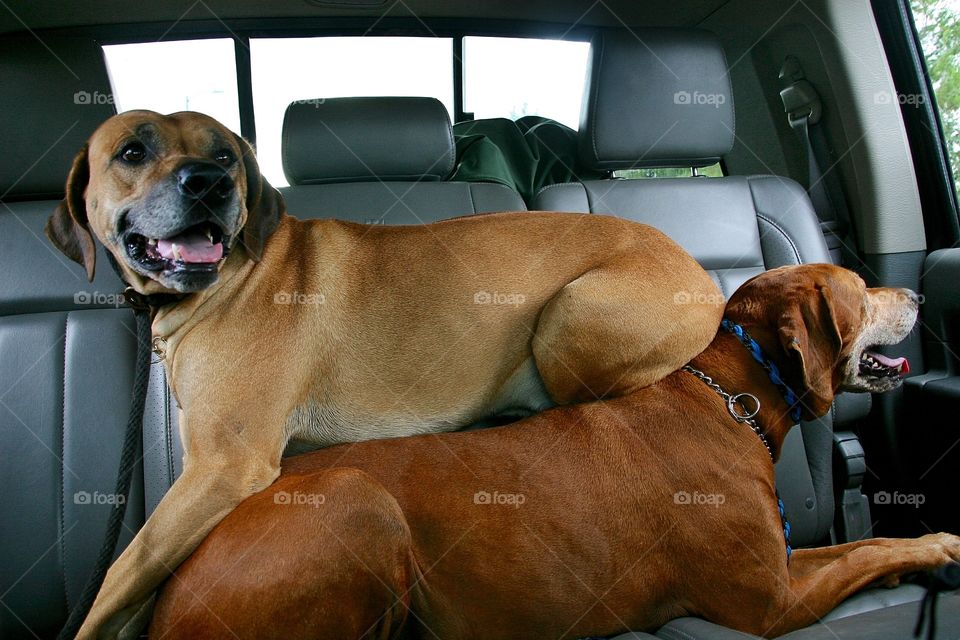 Hound being Lazy and happy