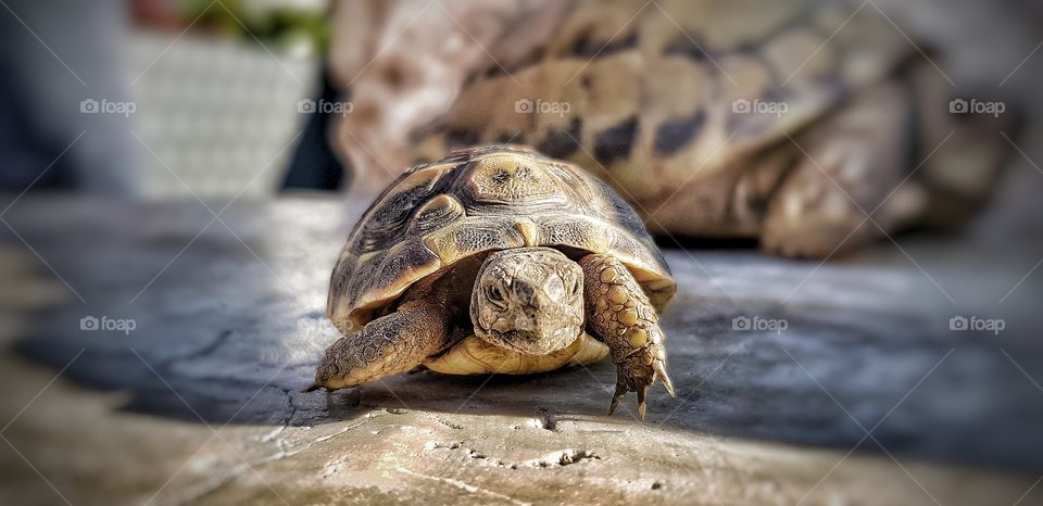 Schildkröte Hummel