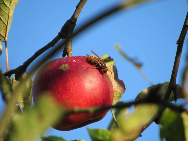 Apple wasp