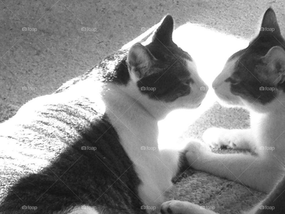 Cats kissing
