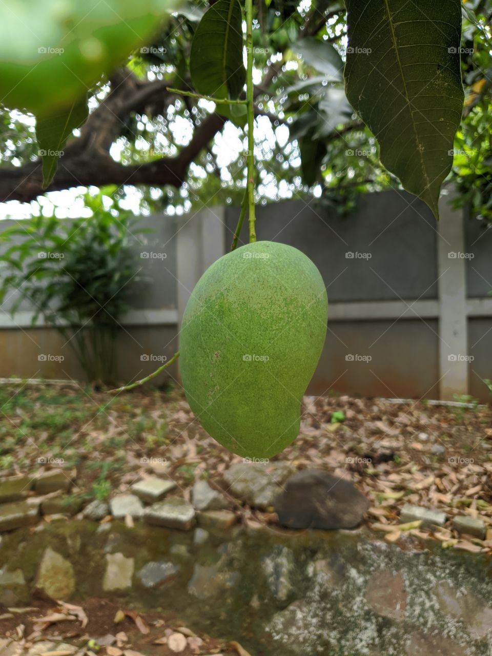 young mangoes hanging from the tree
