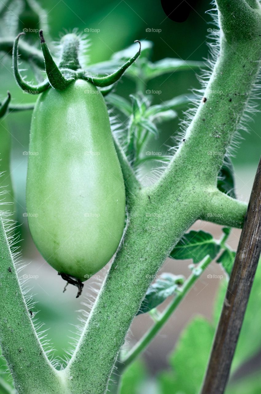 Green tomate