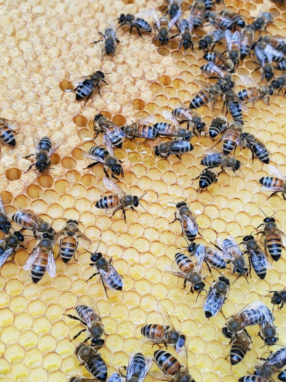 Bees and honeycombs