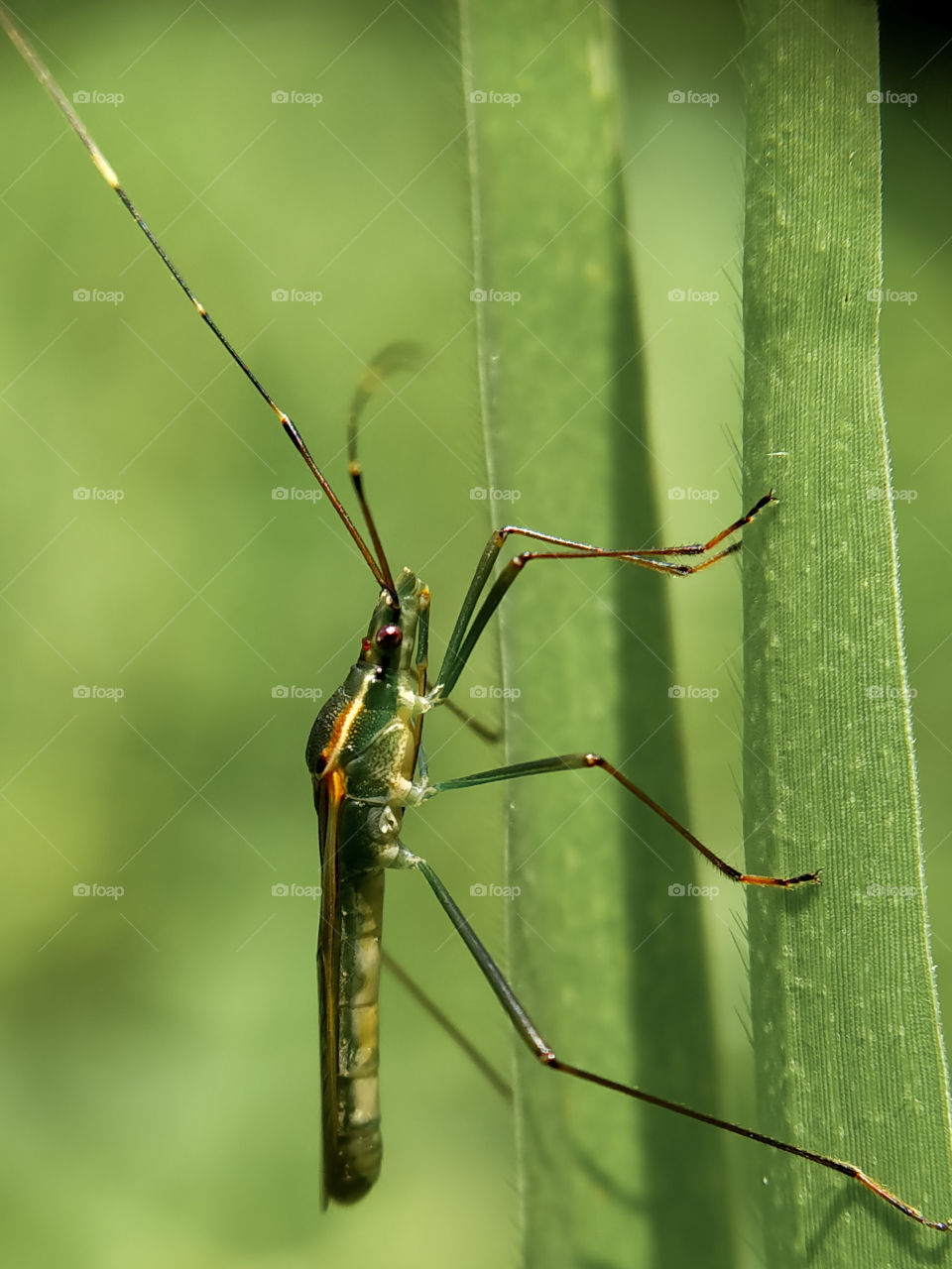 Walang sangit, a foul-smelling grasshopper was perched on a leaf.  Have you ever smelled this animal?