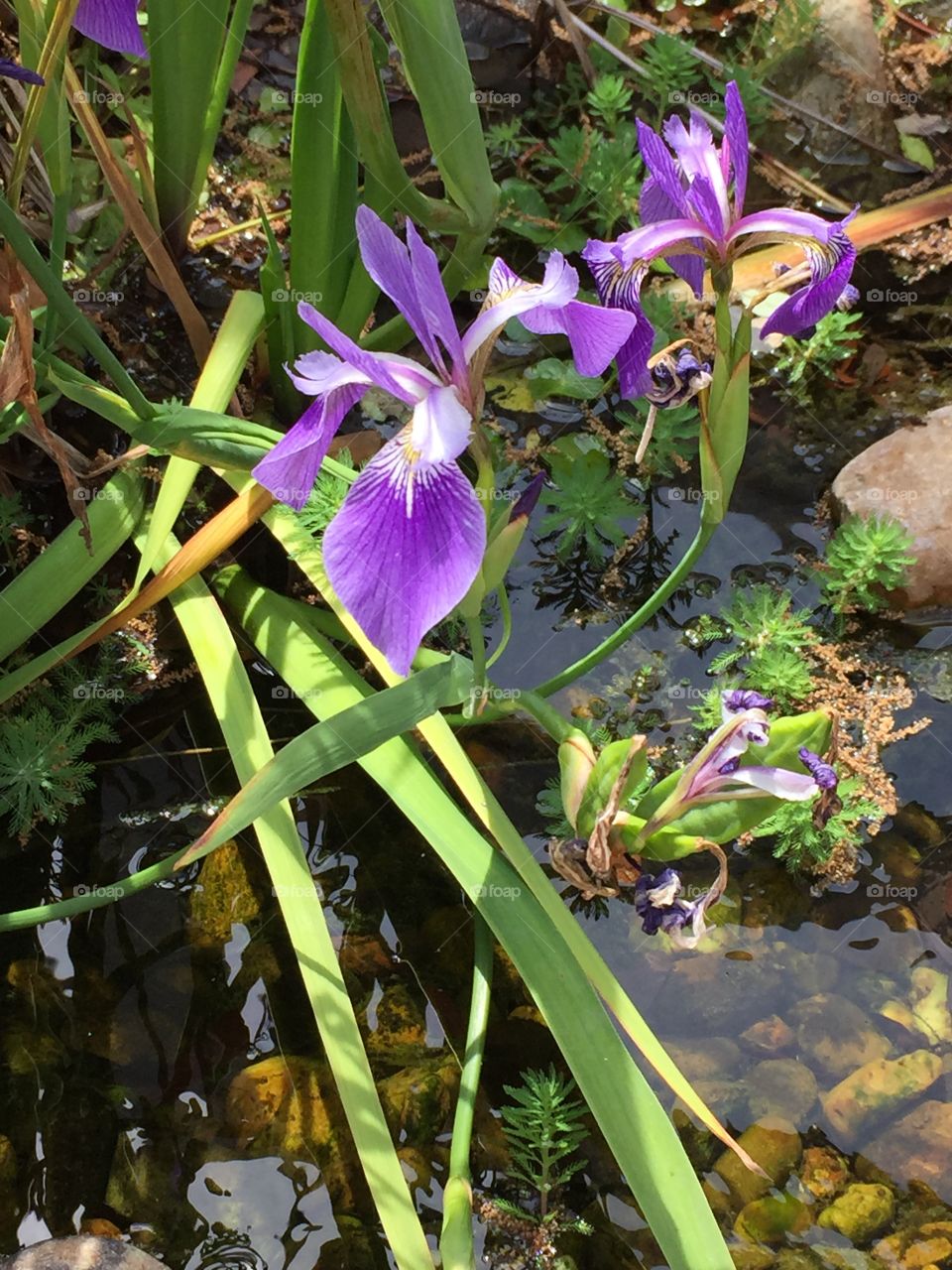 Lilies blooming in a stream. 