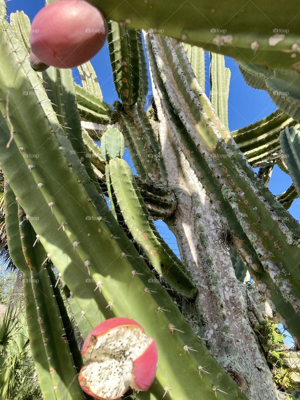 Cactus with fruit 