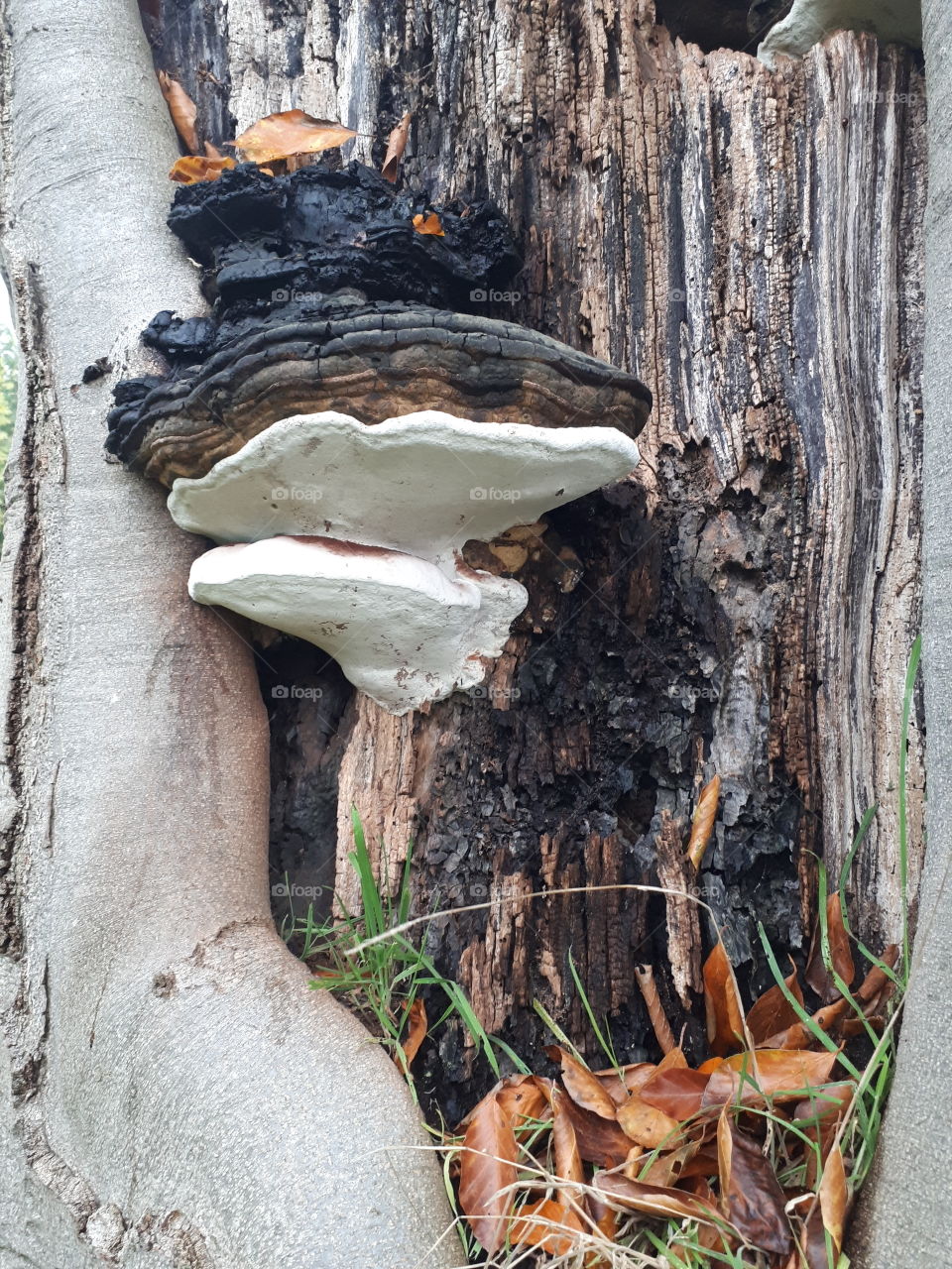 Wood, Tree, Bark, Nature, Trunk