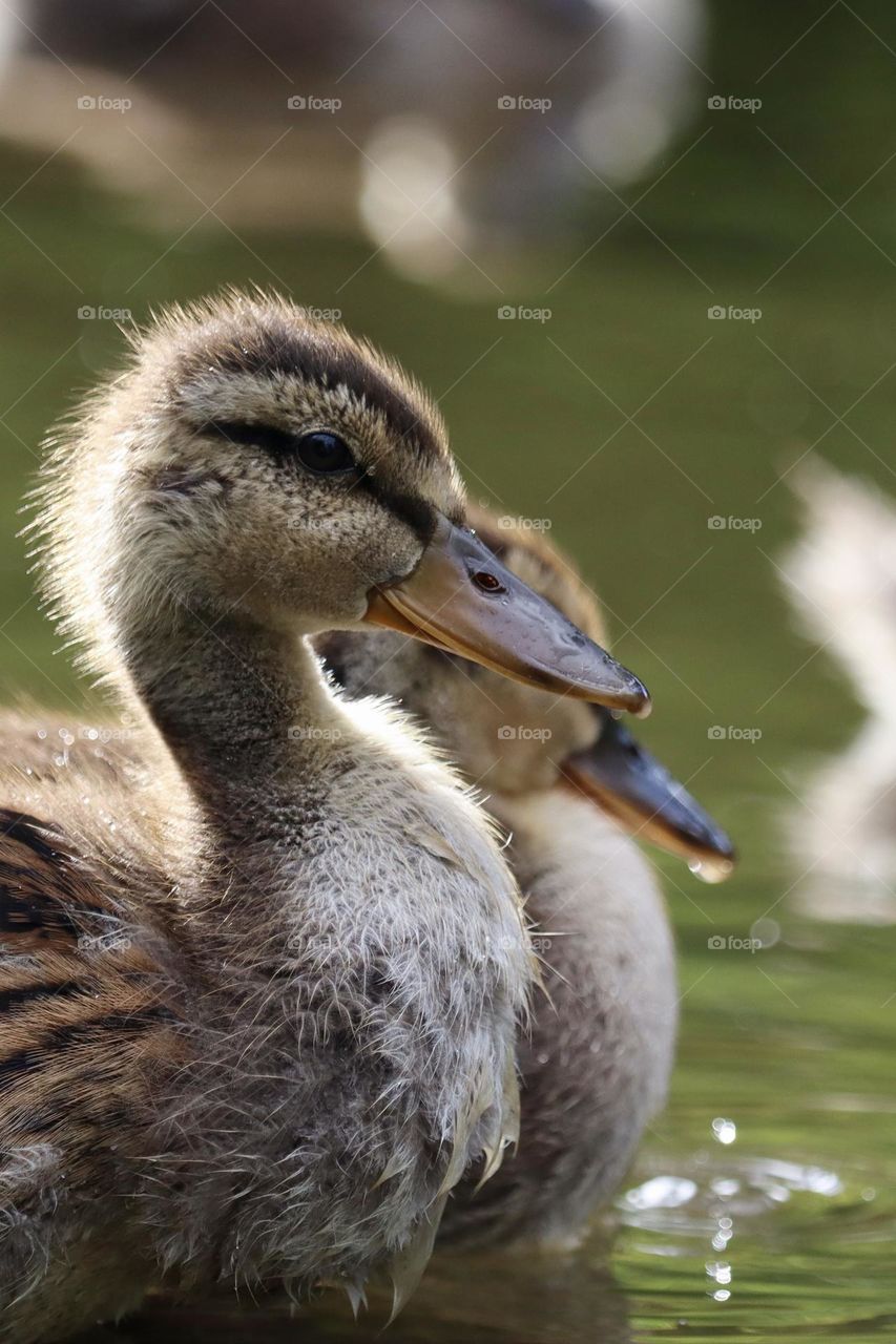 Juvenile Mallards bathe at the edge of a pond at Point Defiance Park in Tacoma, Washington 