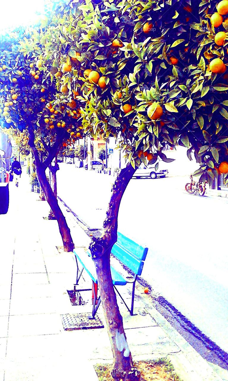 orange tree
