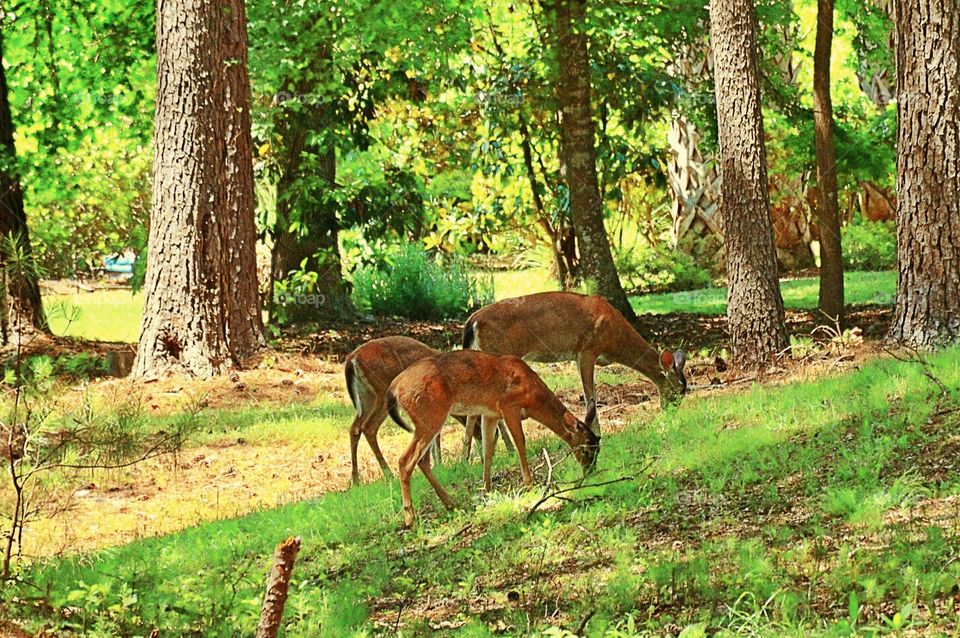 Grazing deer 