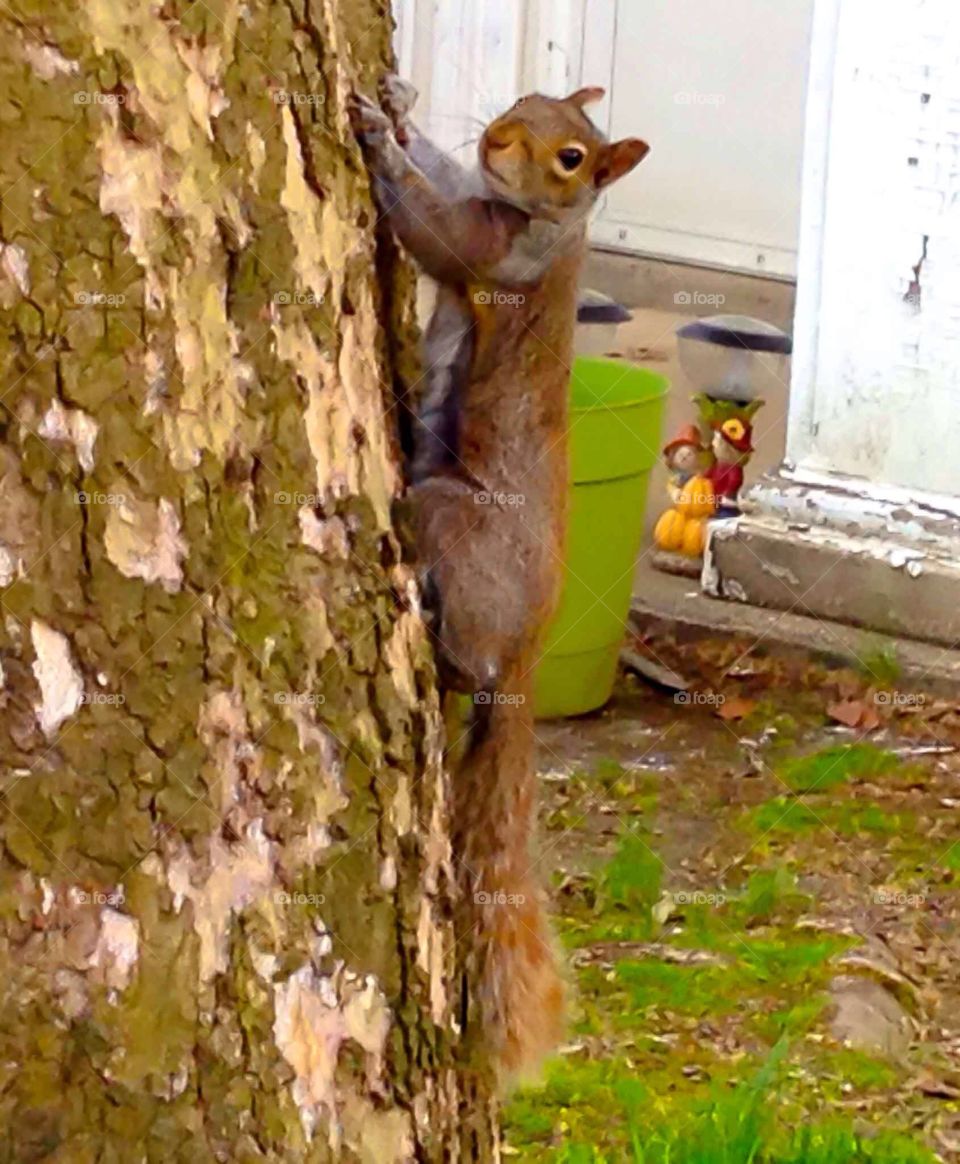 Squirrel 