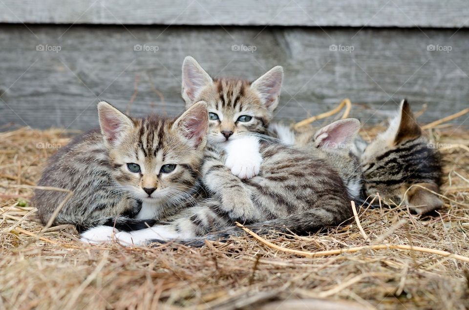 Kitten family