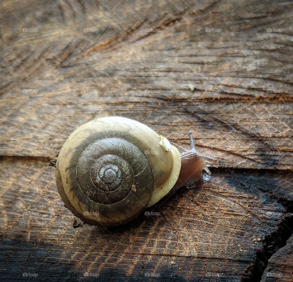 snail on wood