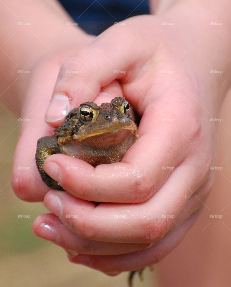 Catching toads