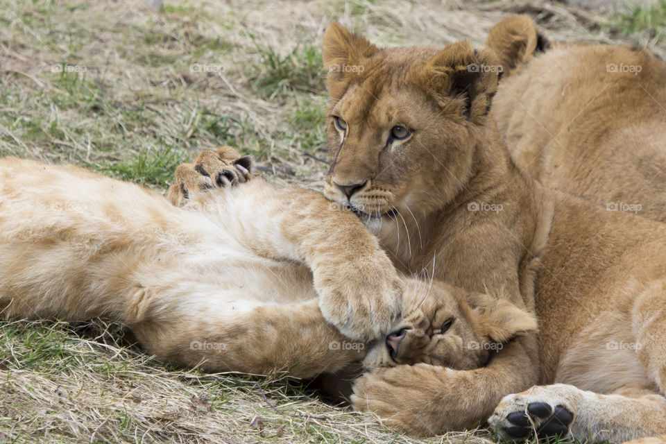Lion family resting in grass