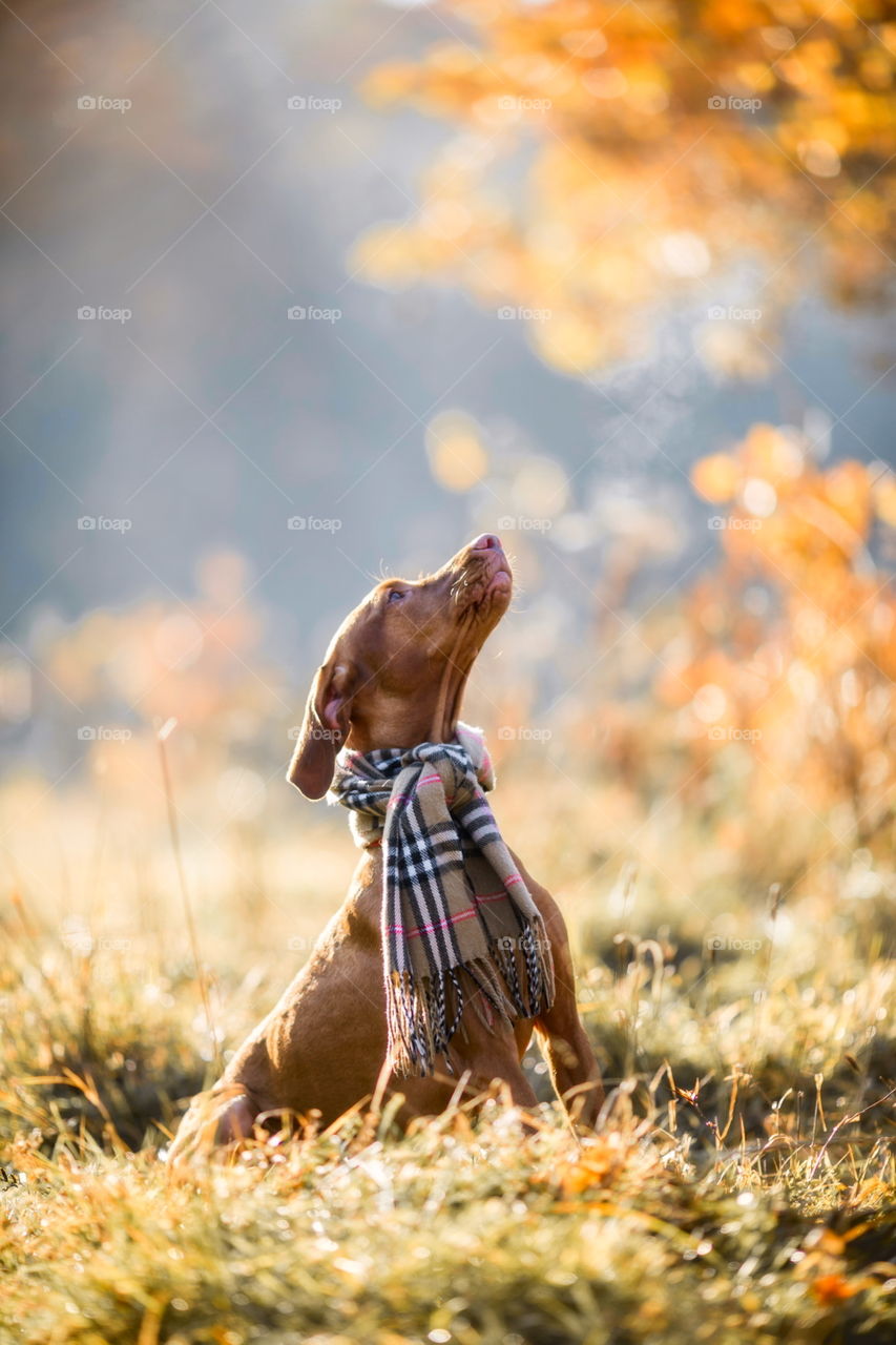 Hungarian Vizsla in wear at autumn park