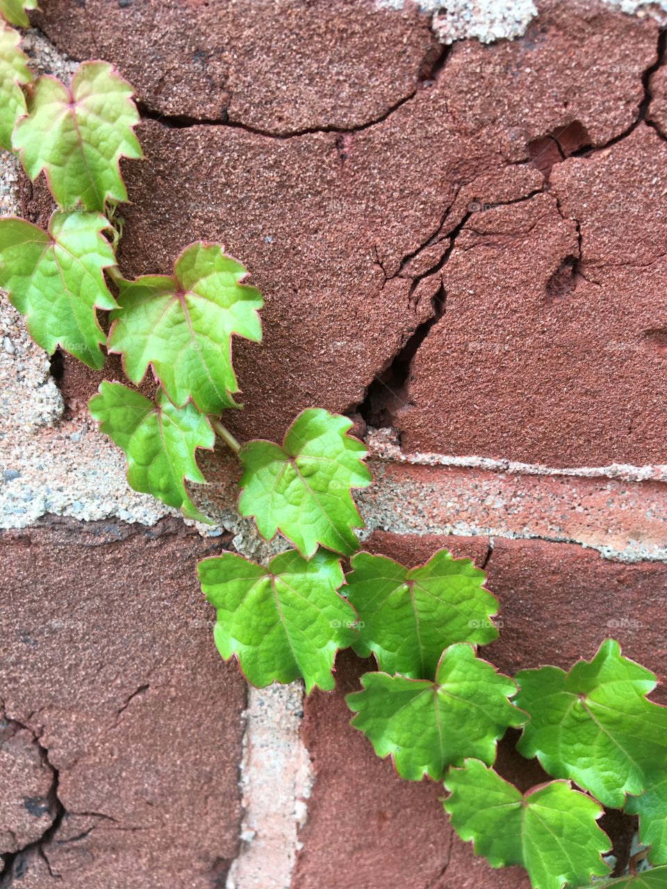 Green vine climbing the red brick wall
