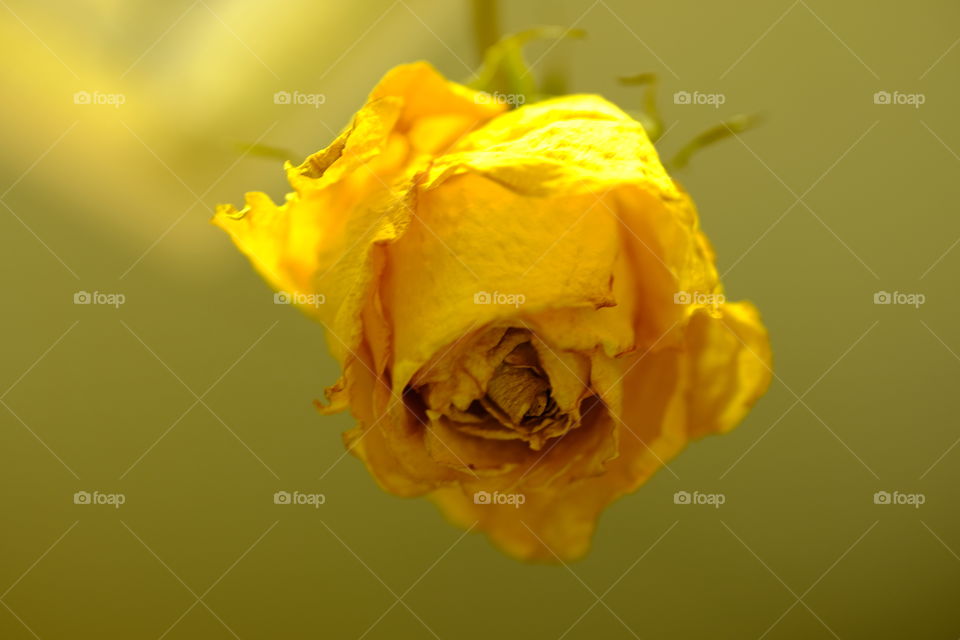 Just a flower
Rose
Yellow rose