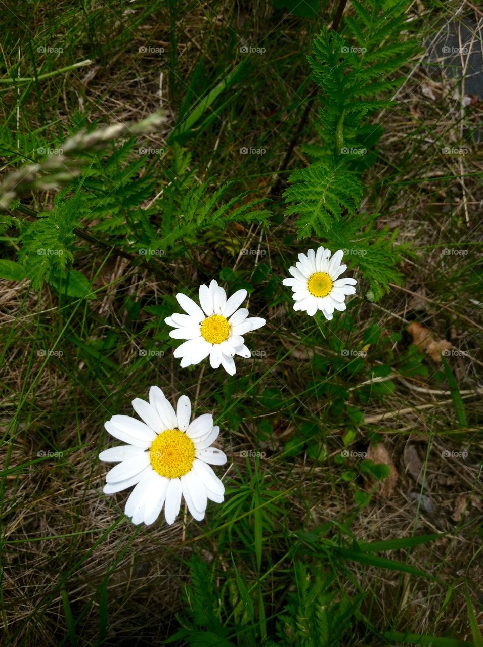 Three daisies 