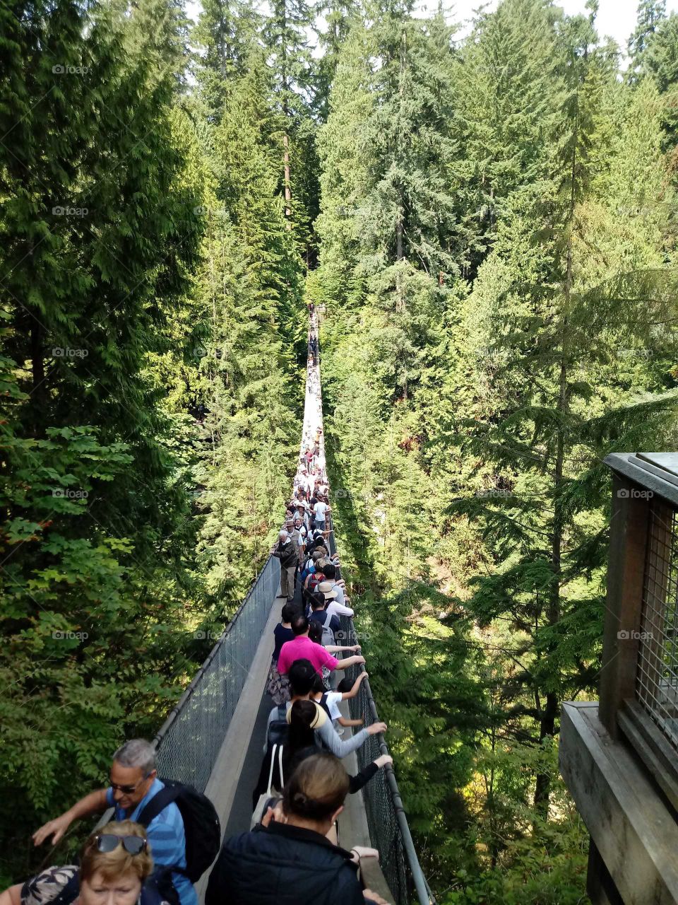 capilano bridge