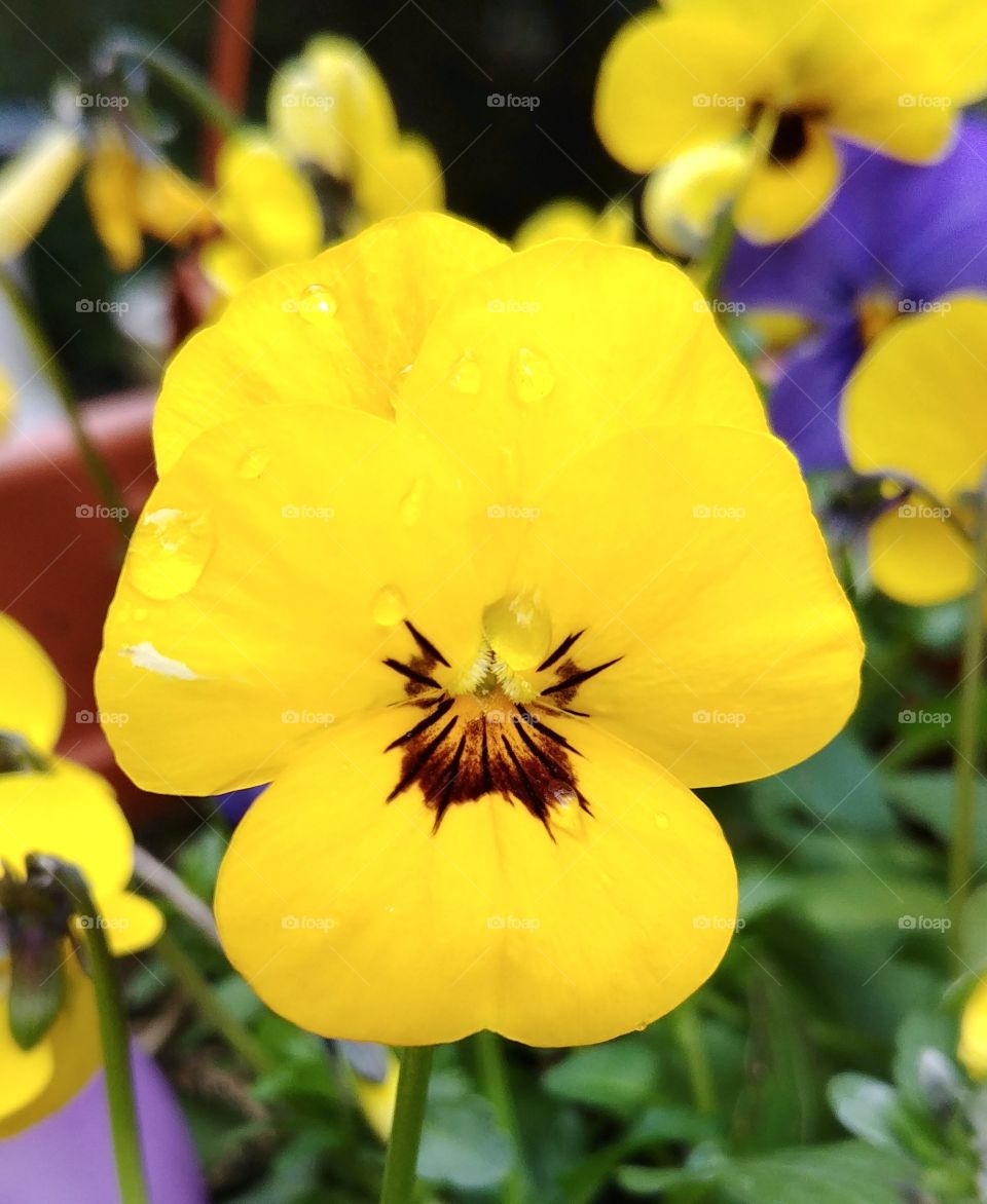 gelb blume frühling farben