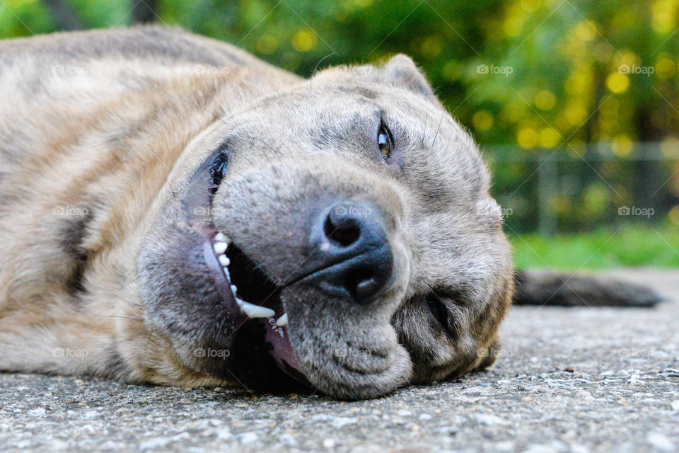 Smiling lazy dog