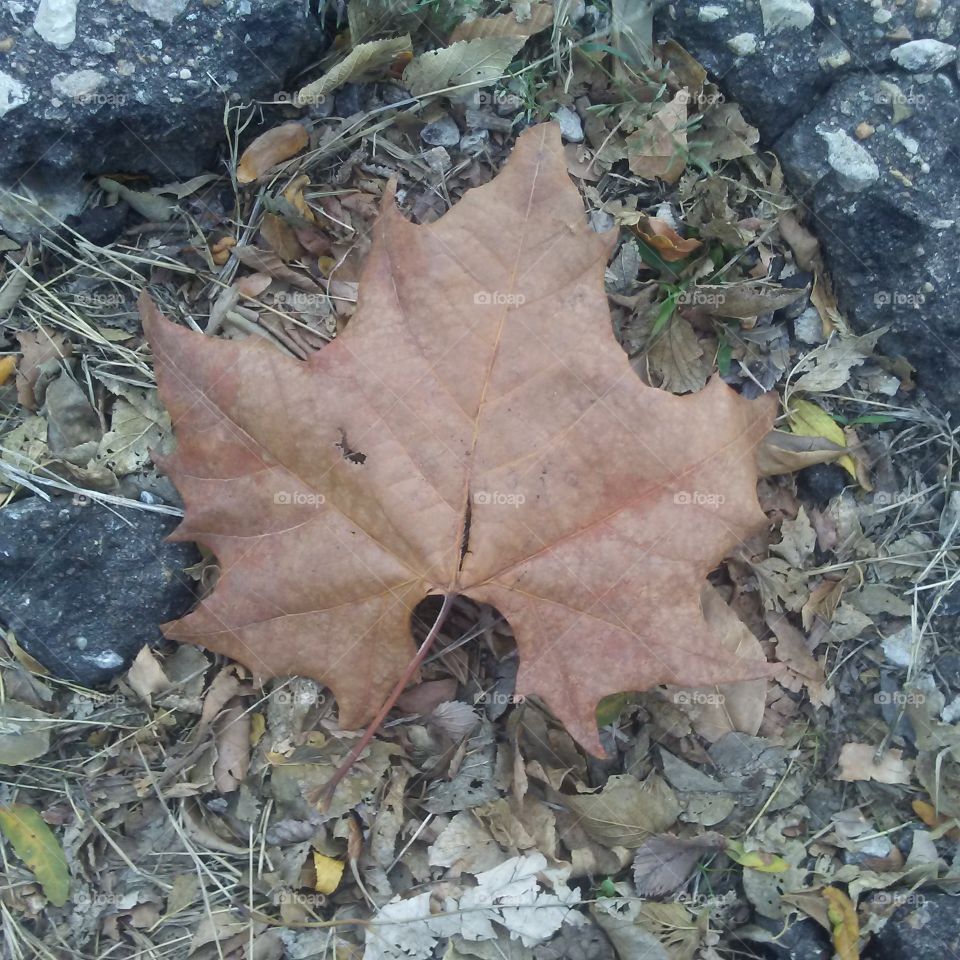leaf