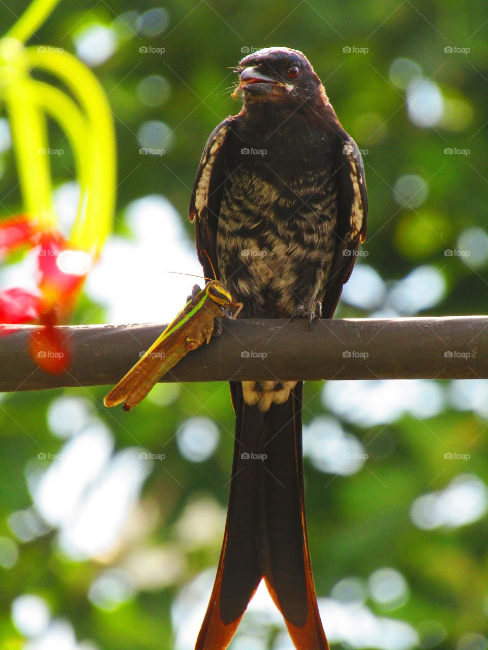 Black drongo eating a grasshopper. The black drongo (Dicrurus macrocercus) is a small Asian passerine bird of the drongo family Dicruridae.