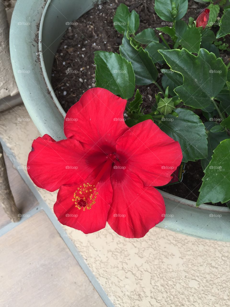 No Person, Flower, Nature, Summer, Leaf