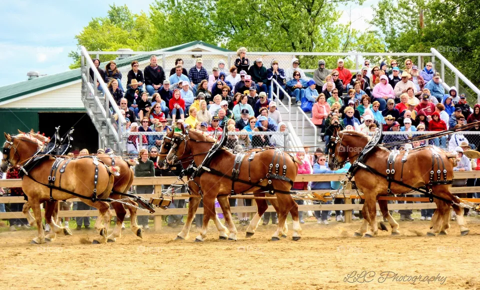 Canfield Fair in Ohio
