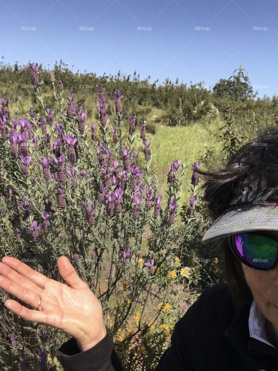 Wild blooming lavendula with selfie