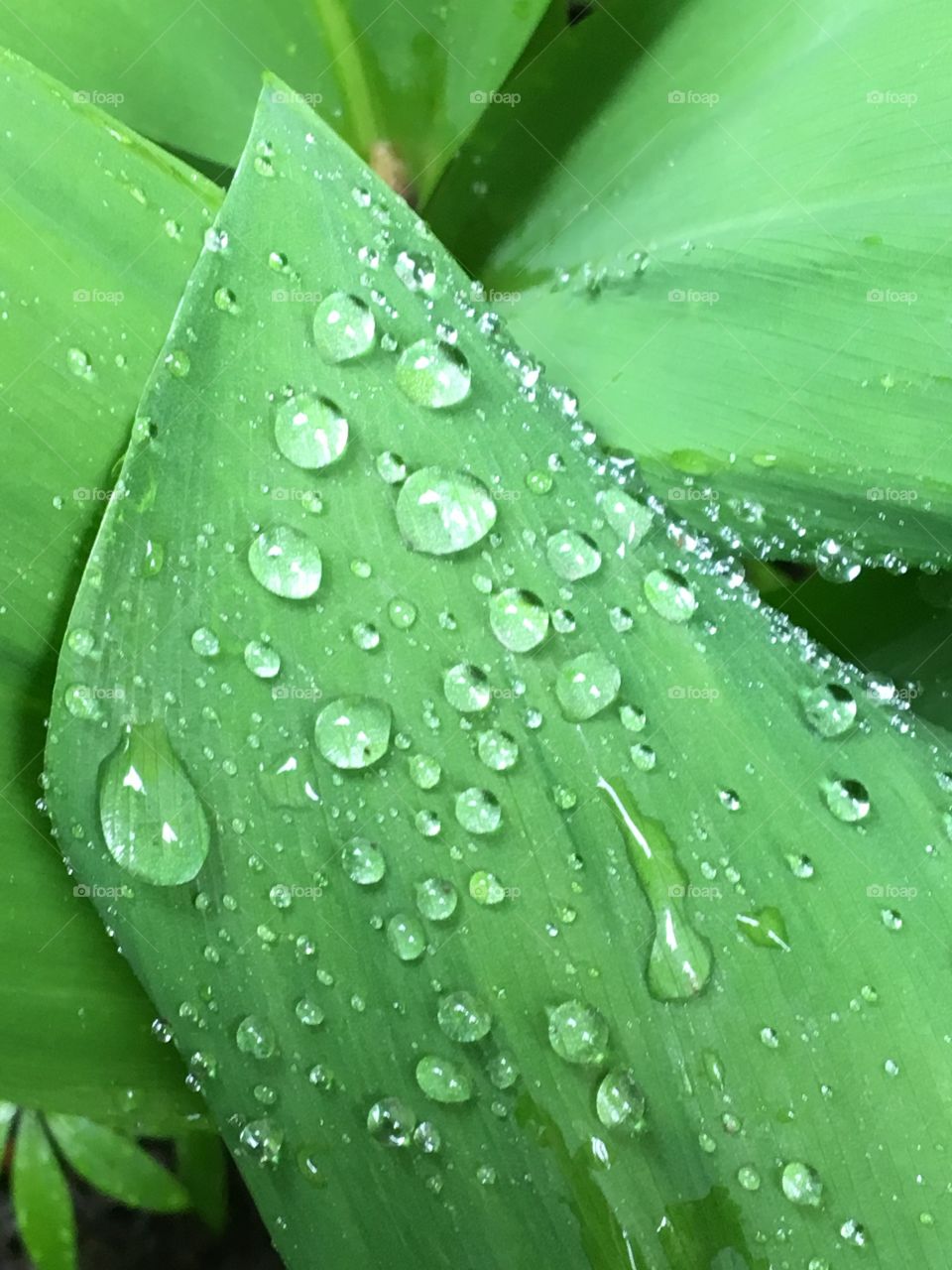 Lily of the Valley- leaf with rain drop jewels 