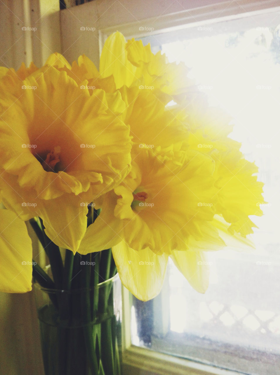 Daffodils on a window sill.