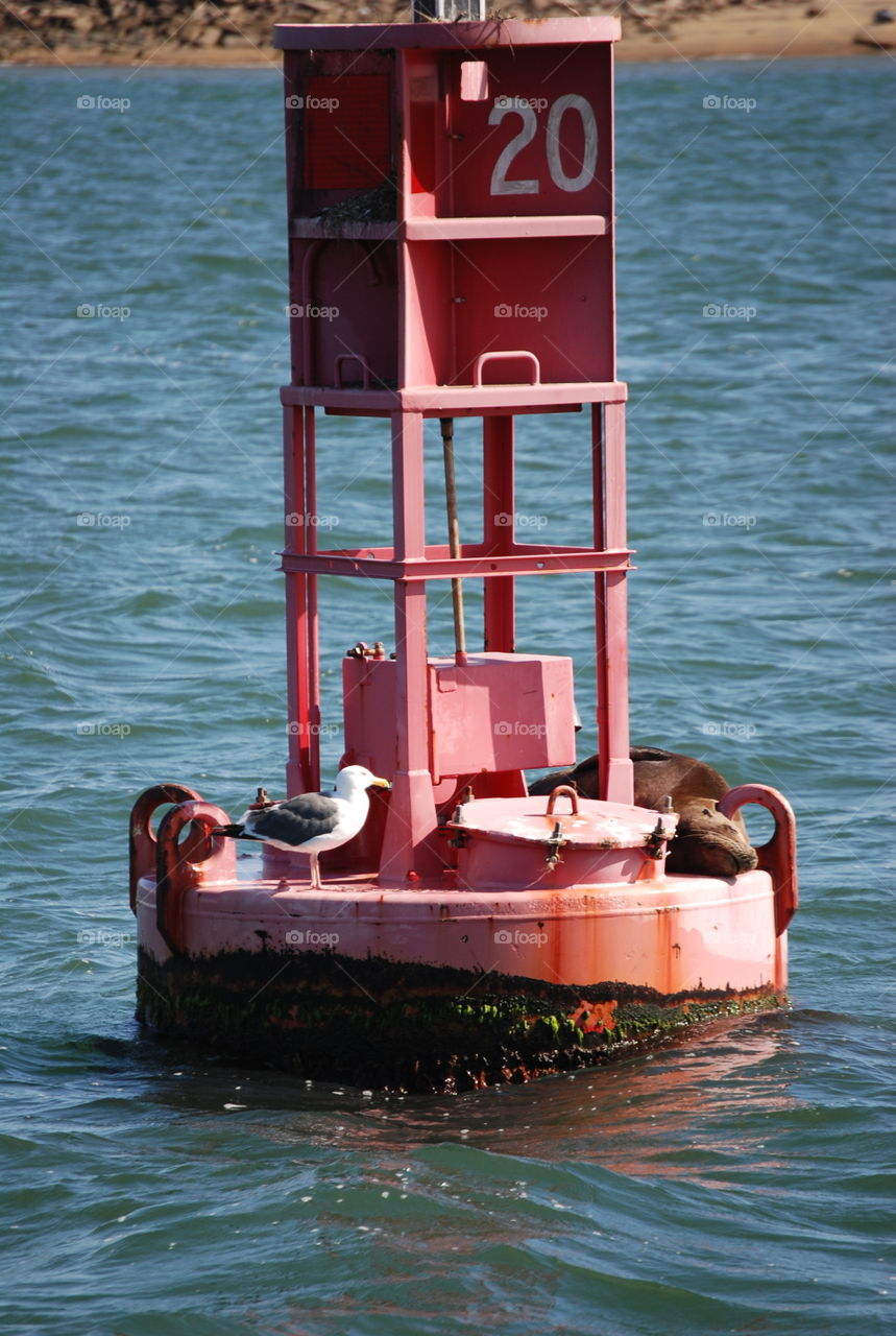 Seagull on a buoy on San Diego bay 