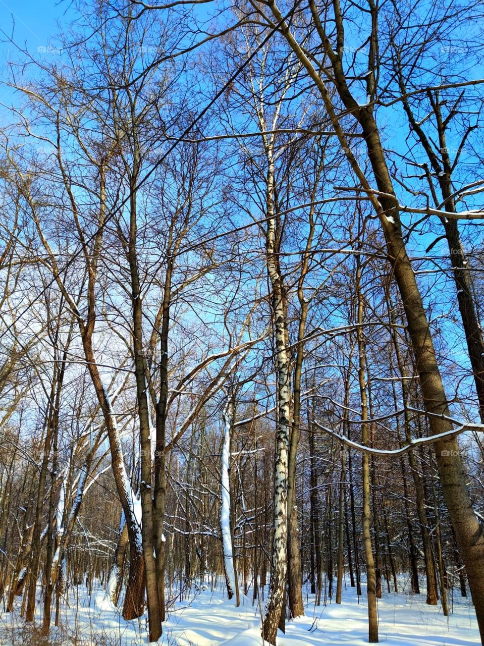 Nature.  Winter landscape.  Birch grove in white snow against the blue sky.  Contrast