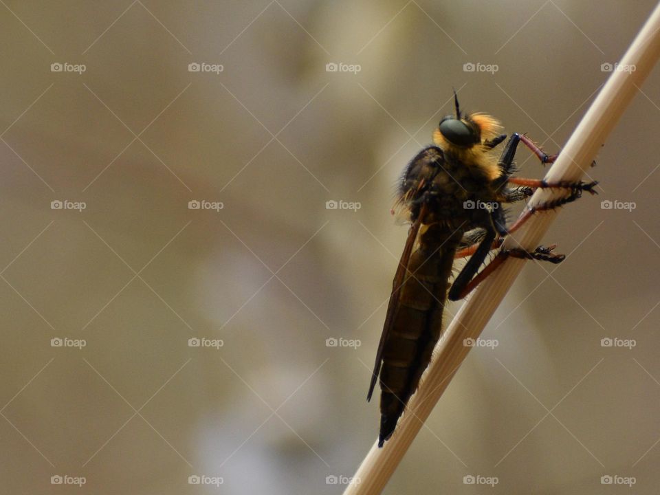 Insect sitting on a dry plant 