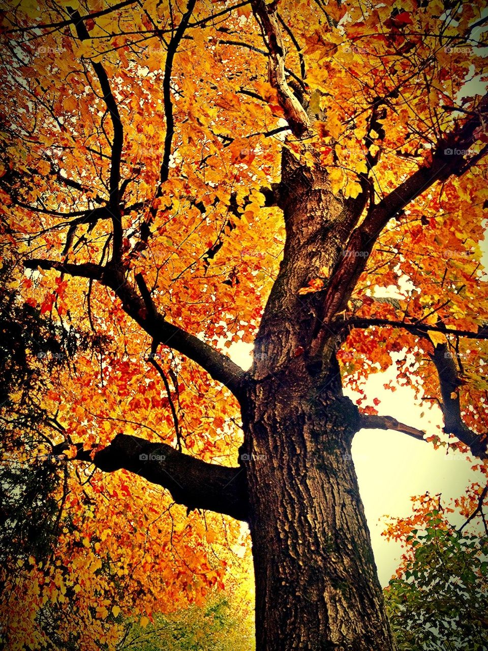 Autumn Tree