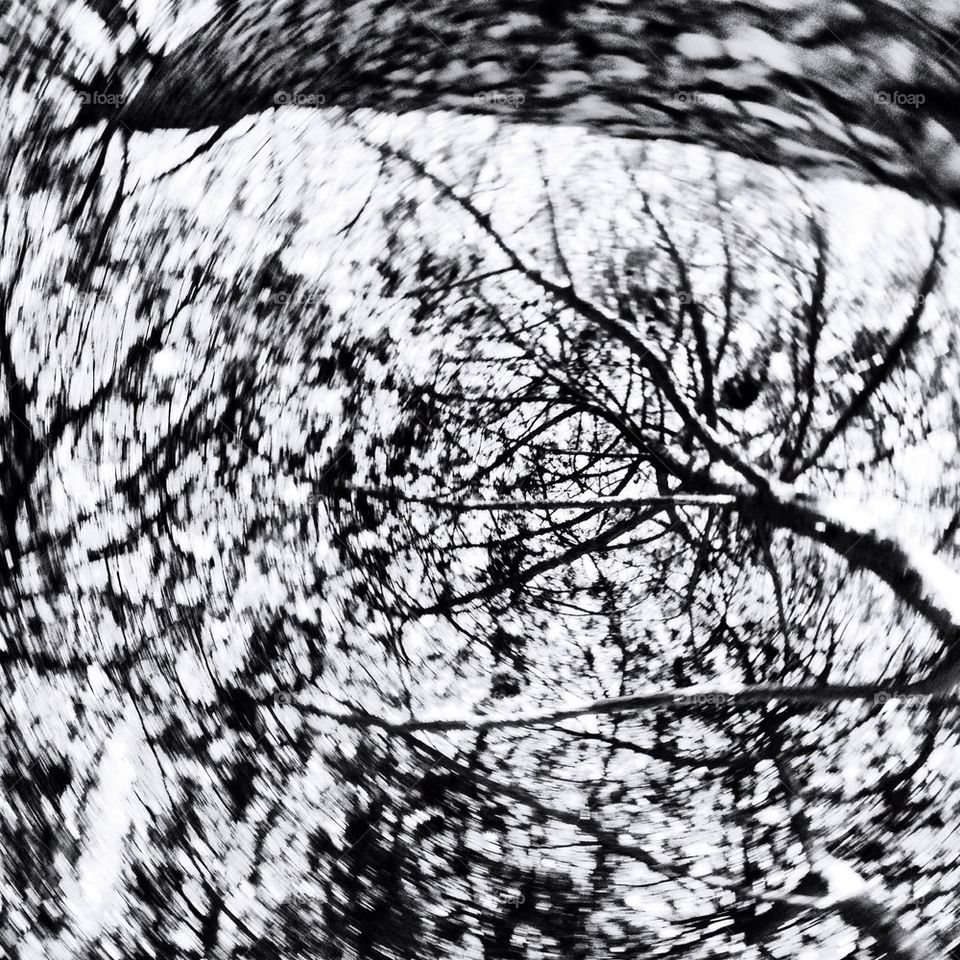 trees black and white distortion confusion by alekime