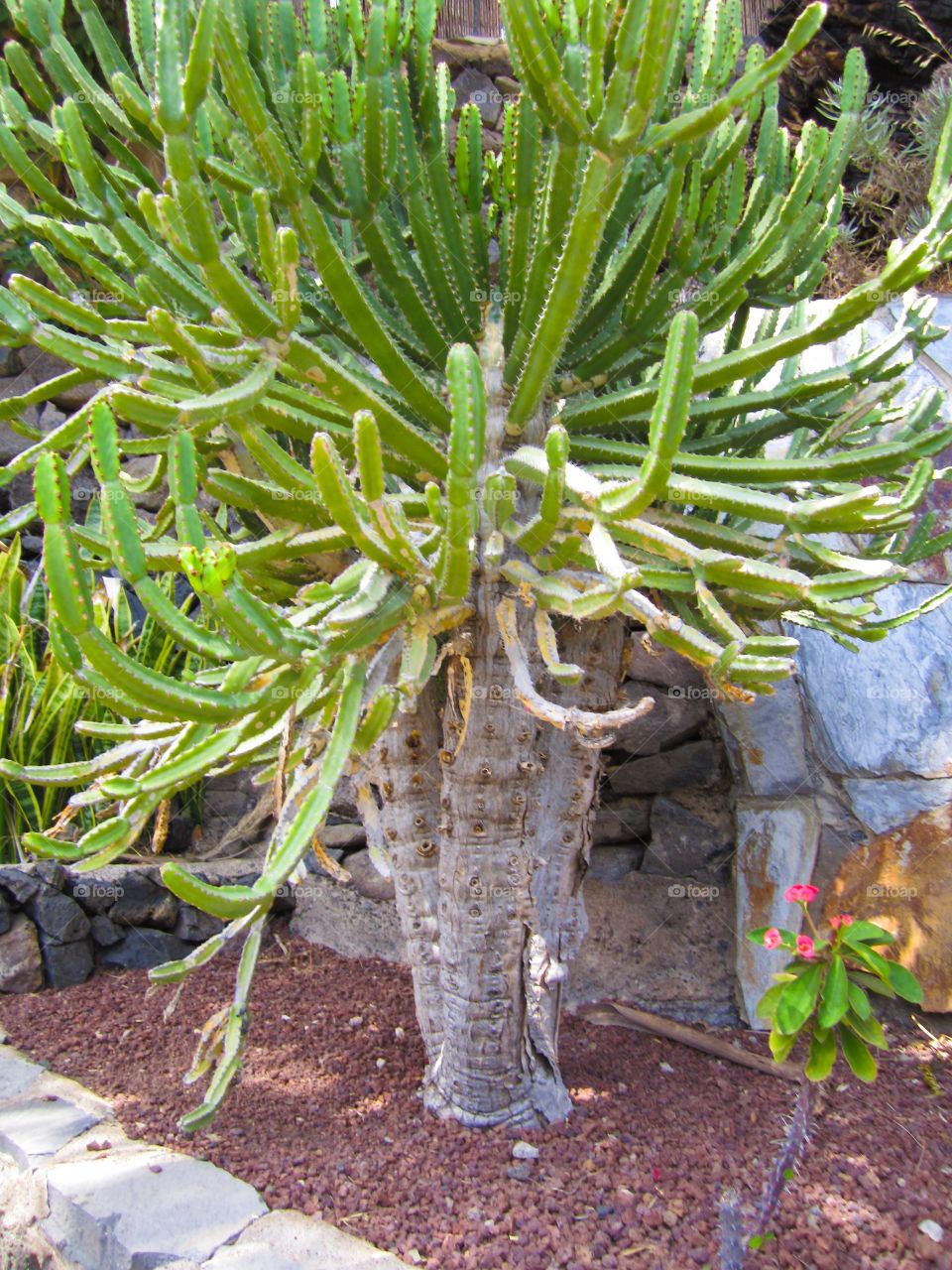 Giant Cactus tree