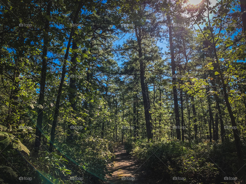 New Jersey Pine Barrens