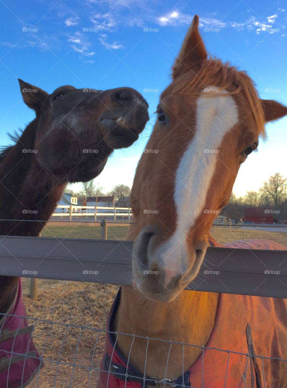Two horses sharing secrets