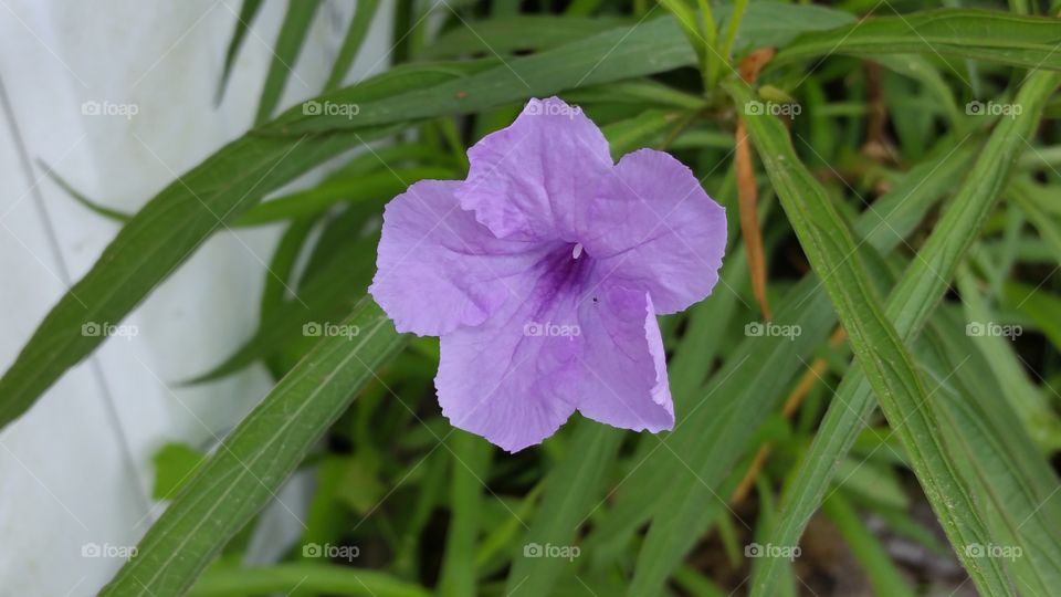 purple flower. they grow allover my yard,they grow in pink as well