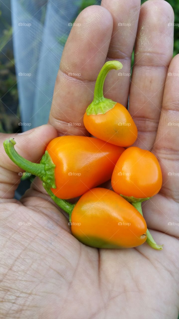 orange. orange sweet peppers
