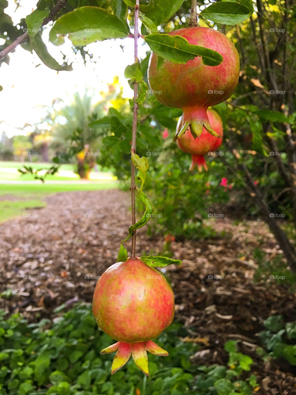 Pomegranates on the tree, closeup blurred background 